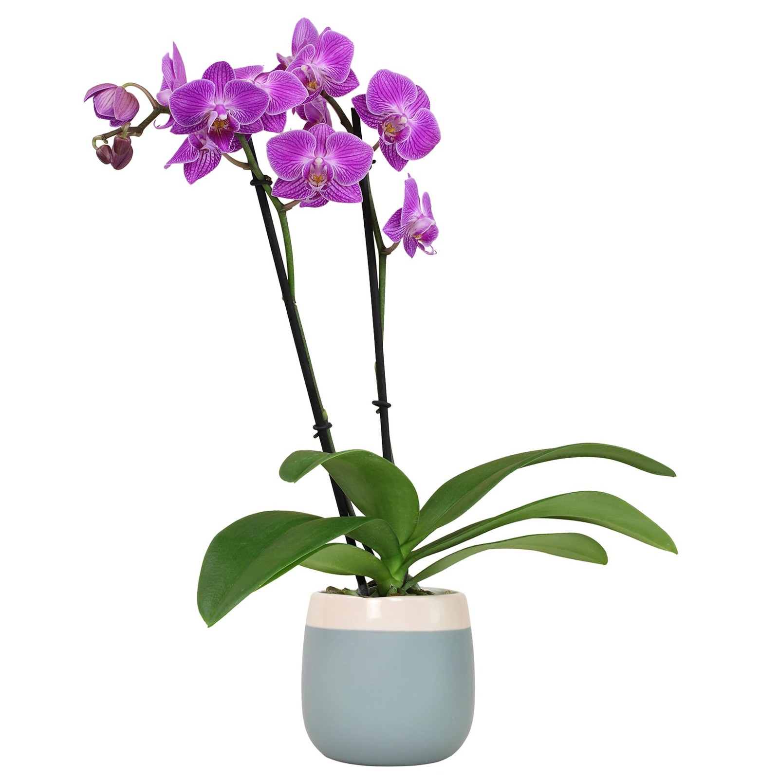 Premium Purple Live Orchid Plant Blooming in 3.5″ Blue & White Orchid Pot, Li…