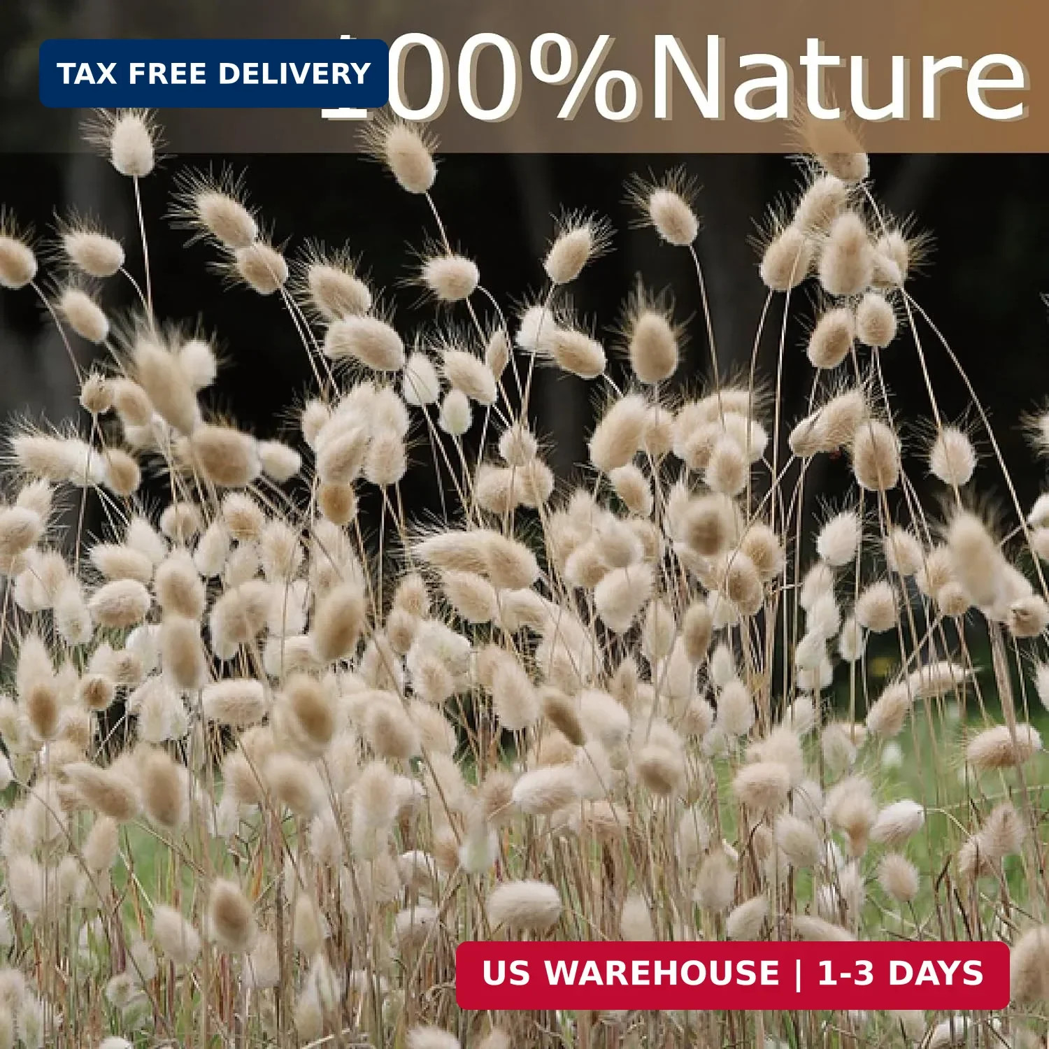 180 PCS Bunny Tails Dried Pampas Grass Decor, 17” Brown Pampas Grass, Natural R