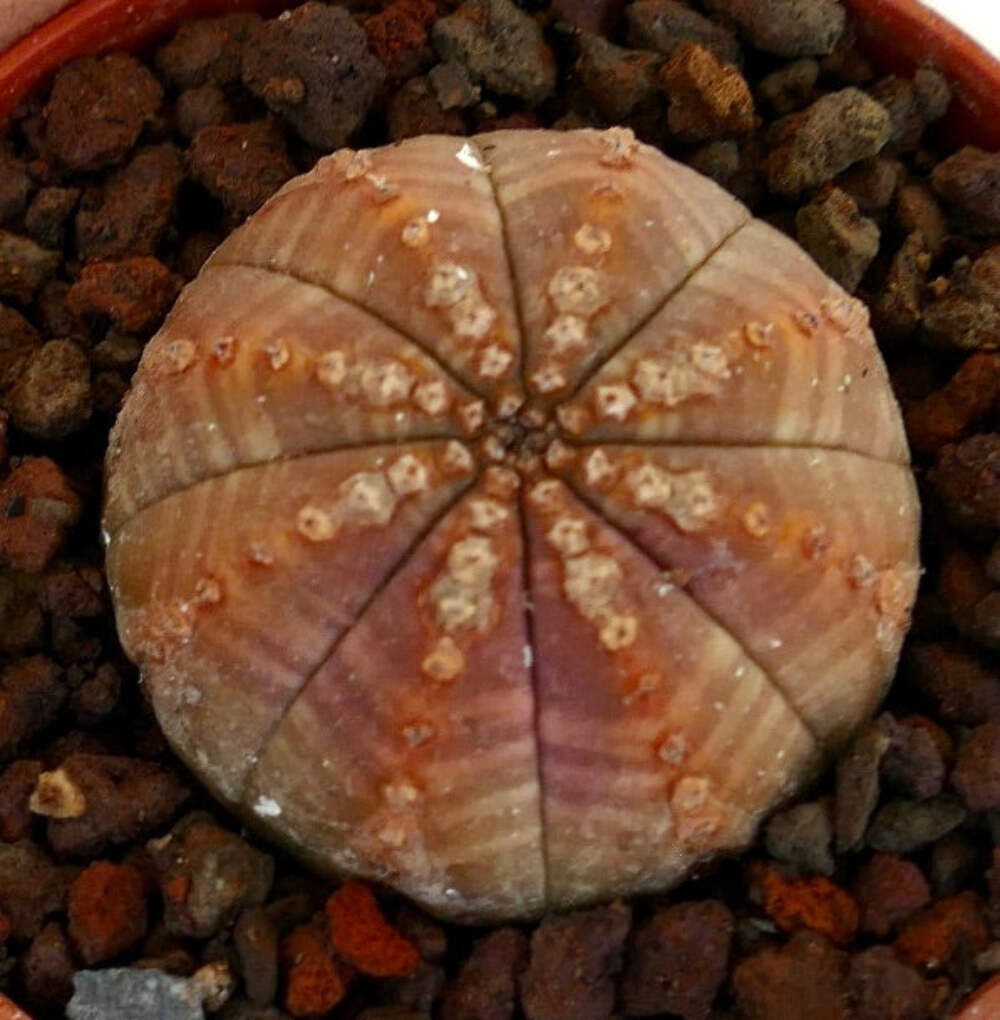 Euphorbia obesa BROWNISH WITH TOP MARKS 5004 – Baseball plant | Sea urchin plant