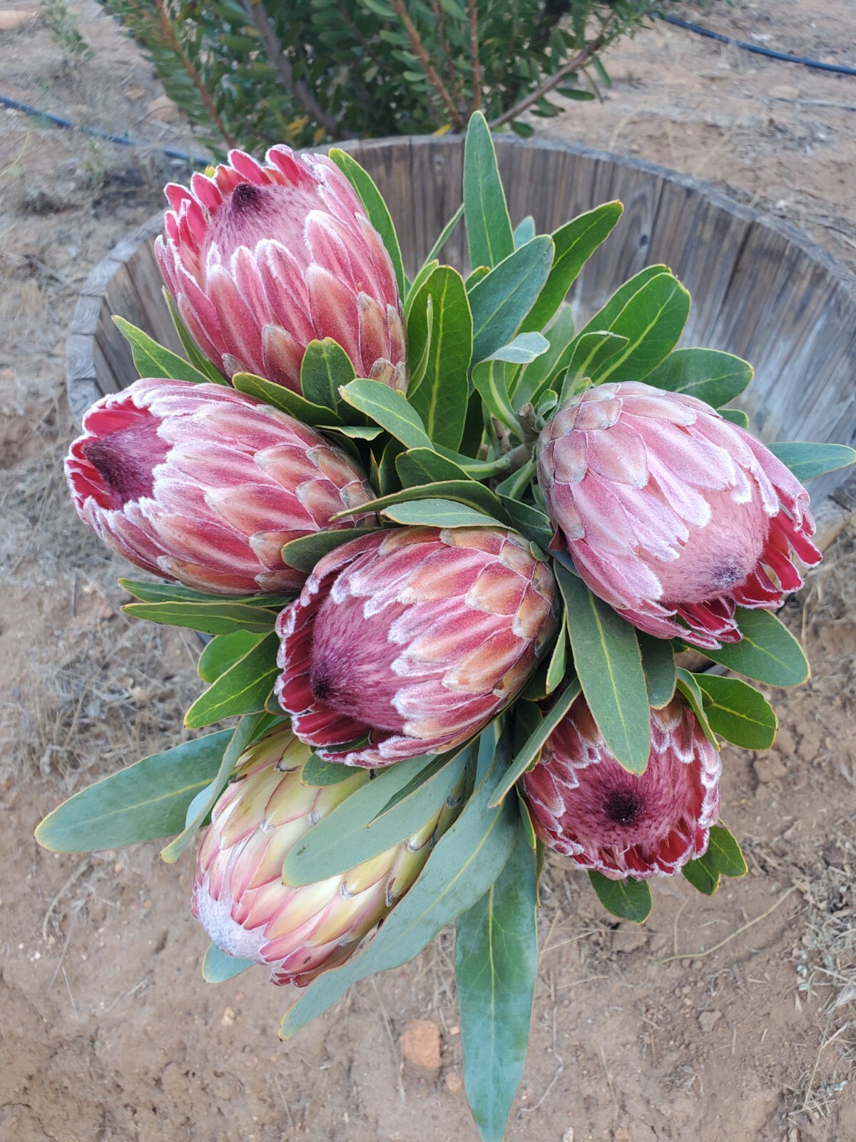 fresh cut flowers Home Decor