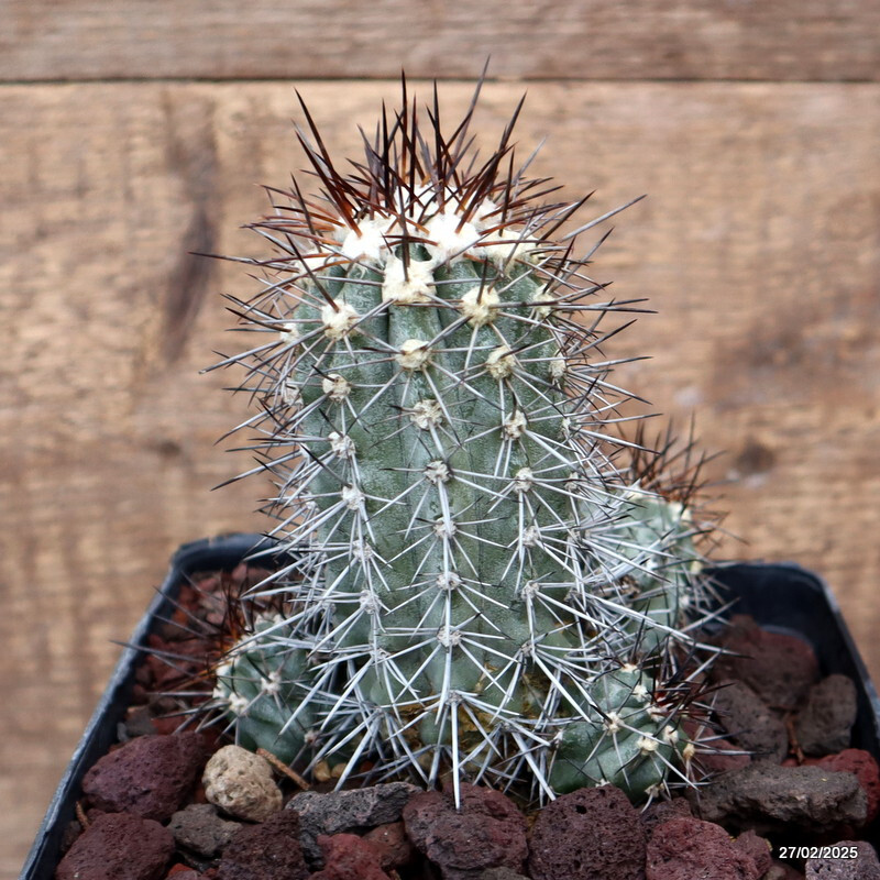 D3209 COPIAPOA COQUIMBANA TRAPIQUE pot14-H13-W11 cm MaMa Cactus