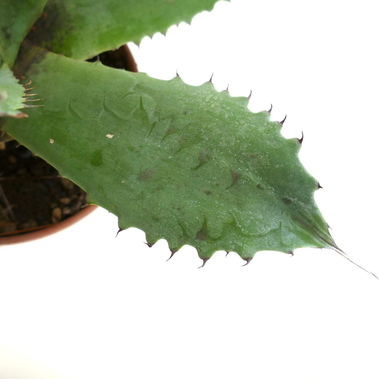 Agave marmorata x americana