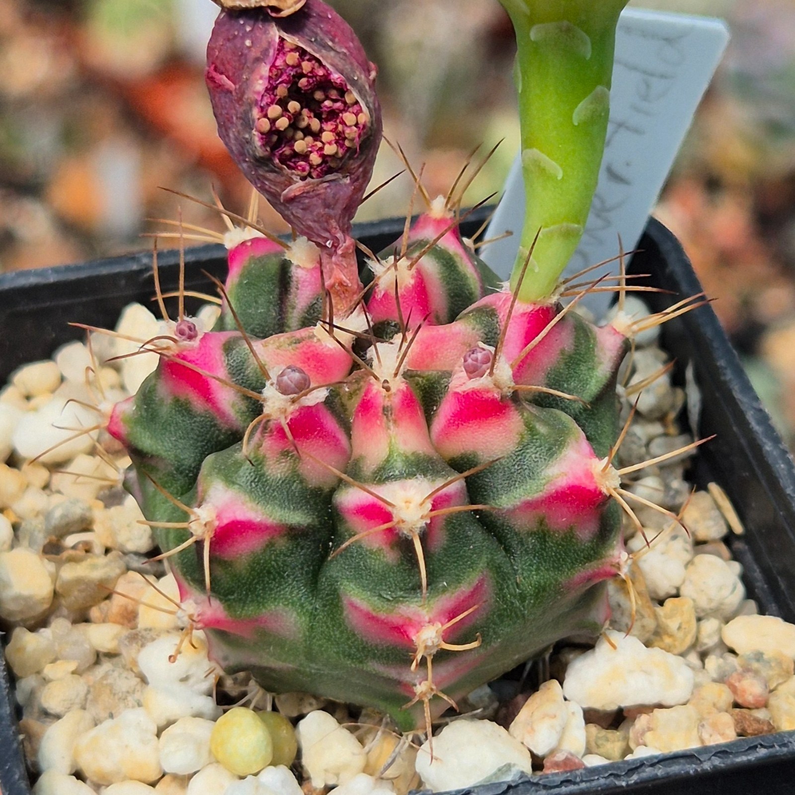 Gymnocalycium mihanovichii ‘Flower Field’ hybrid 10seeds harvest 2025