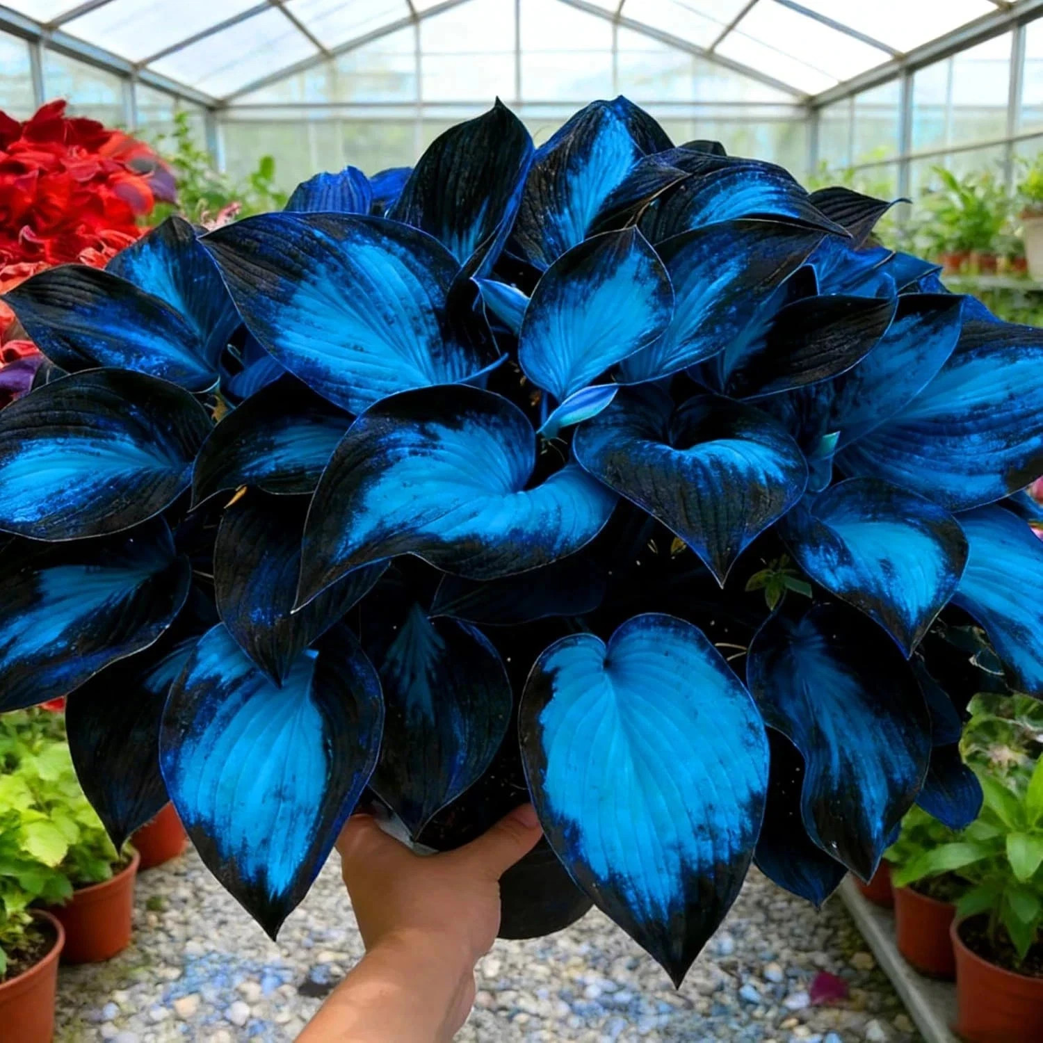 Hosta Seeds for Planting, 230+pcs Rare Perennial Hosta Flower Seeds, Non-GMO Hei