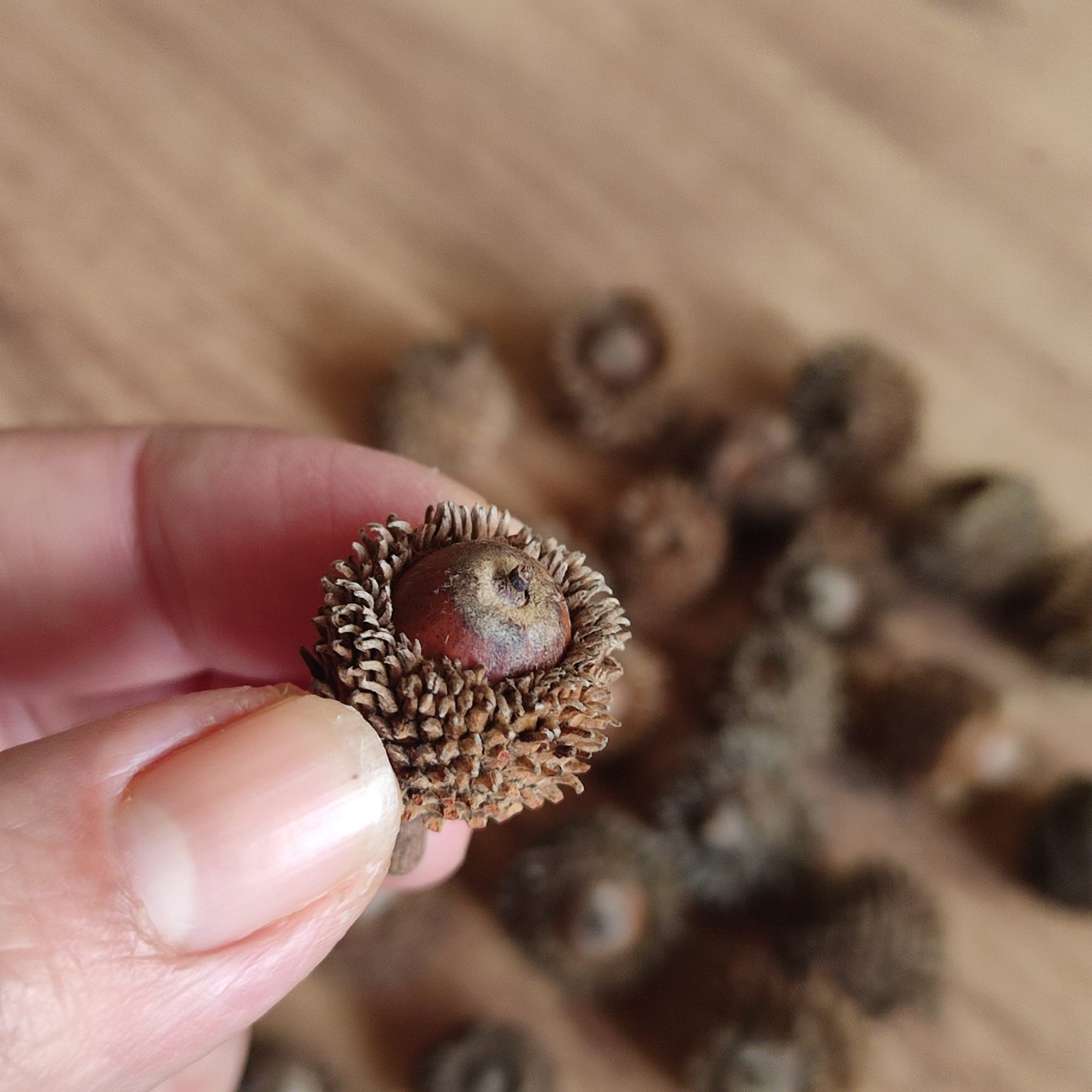 50 Pcs Real Dried Overcup Oak Acorns | Natural Cleaned and Baked Acorns
