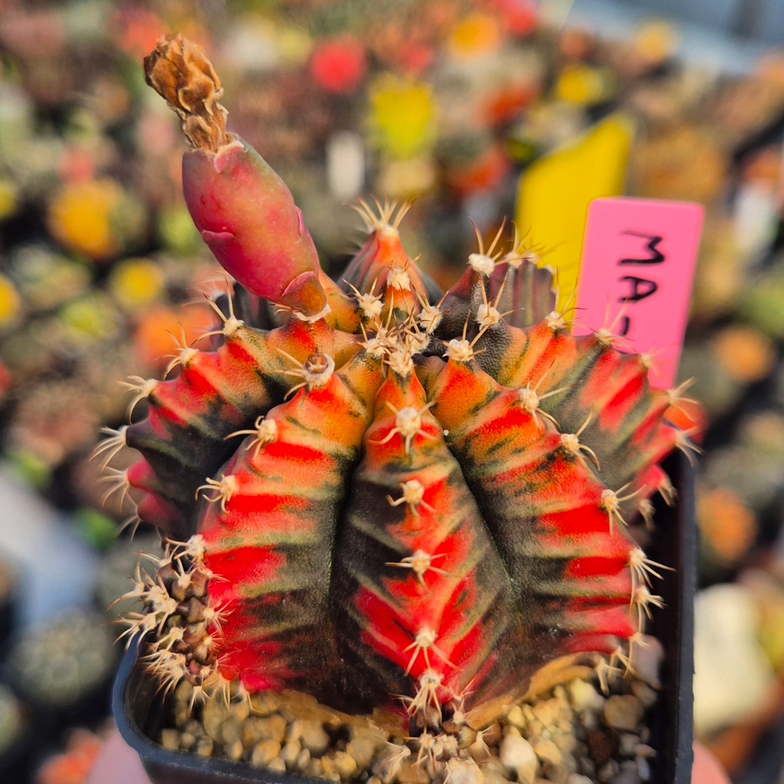 Gymnocalycium mihanovichii ‘Ma-no-ra’ 20seeds harvest 2025