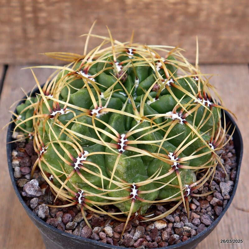 A8115 GYMNOCALYCIUM MULTIFLORUM pot14-H7-W13 cm MaMa Cactus