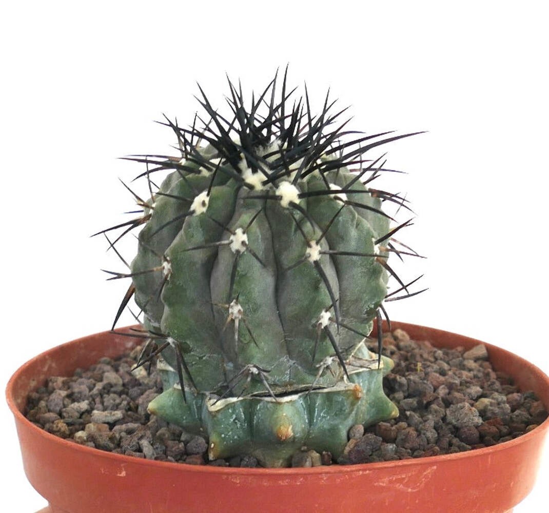 Copiapoa cinerea GRAFTED GRAY BODY & BLACK SPINES – Copiapoa cactus | Gray copia