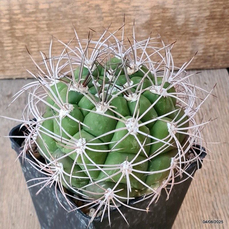 D5709 GYMNOCALYCIUM SAGLIONIS pot9-H8-W9,5 cm MaMa Cactus