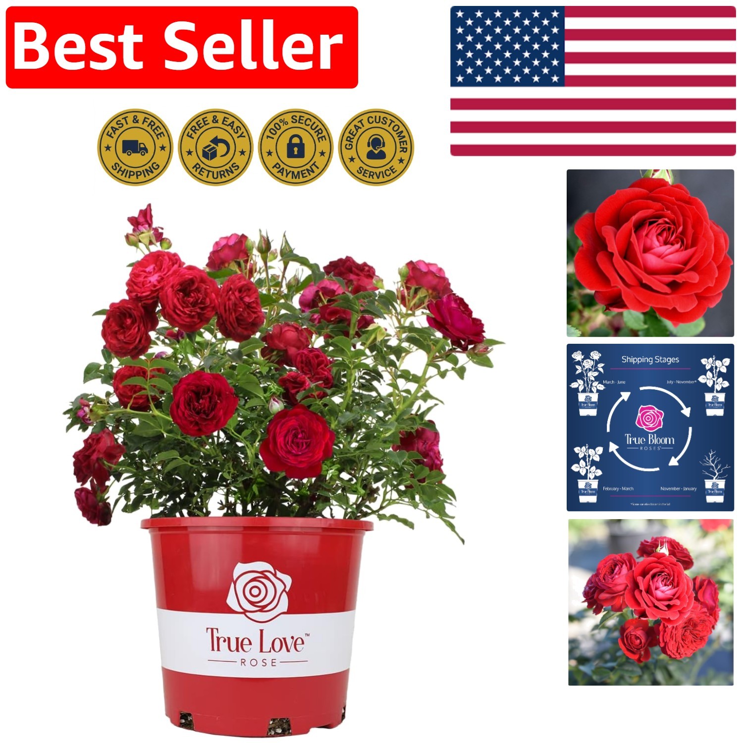 Live Red Rose Bush – Ideal Gift for Plant Lovers & Enthusiasts