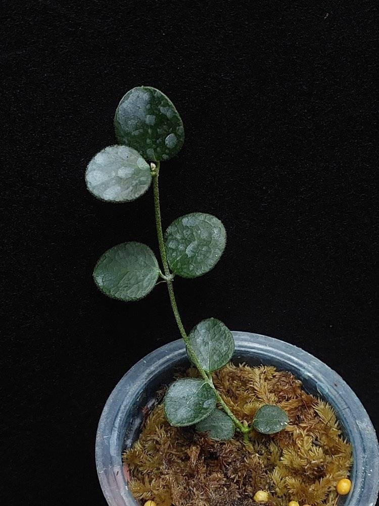 Hoya IM08 Mini Sp Papua Rare Tropical Wax Plant