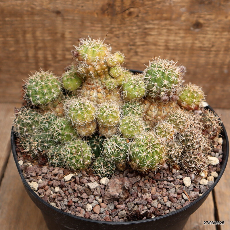 A9963 GYMNOCALYCIUM SP. pot18-H11-W19 cm MaMa Cactus