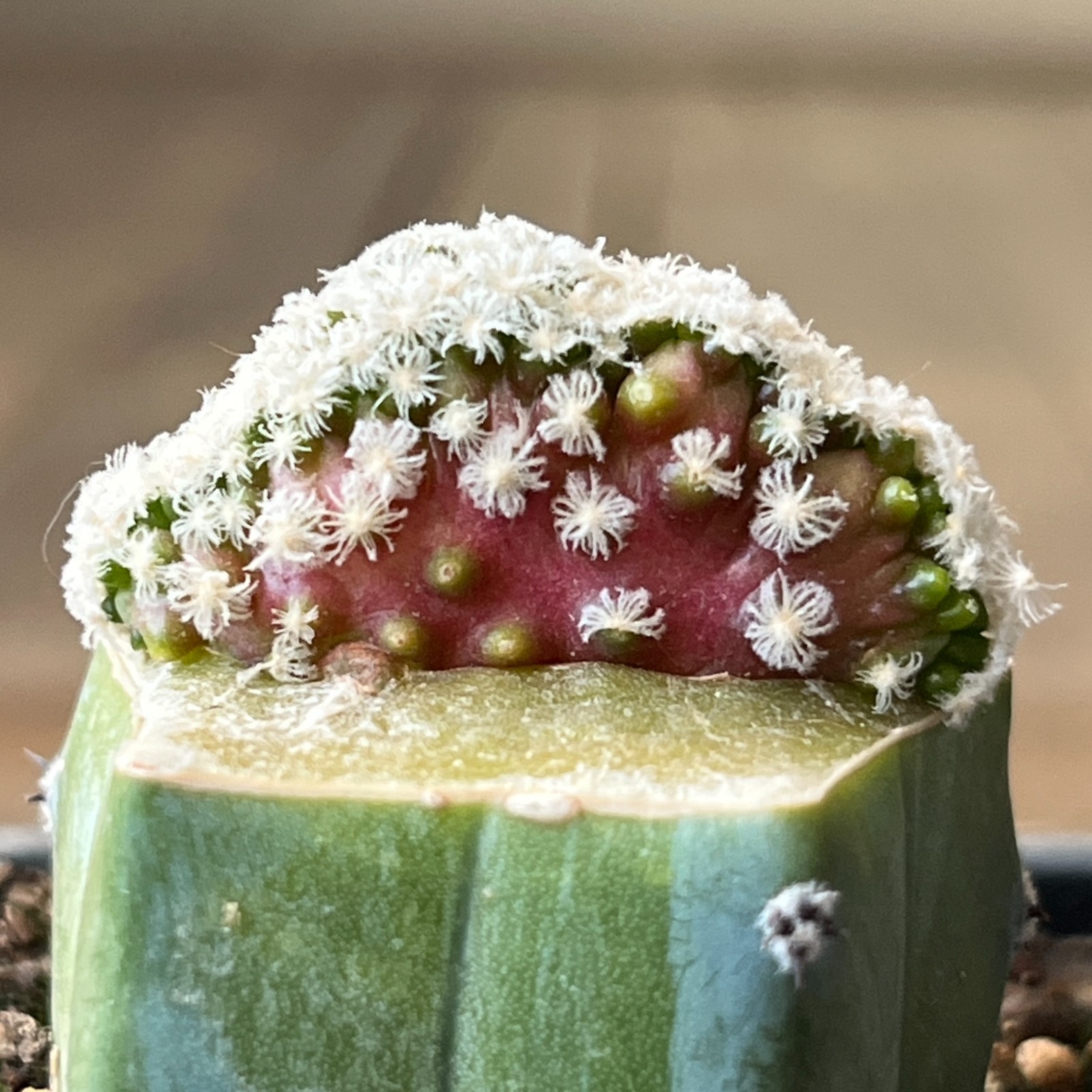 A42-2072 Mammillaria theresae f. cristata, grafted