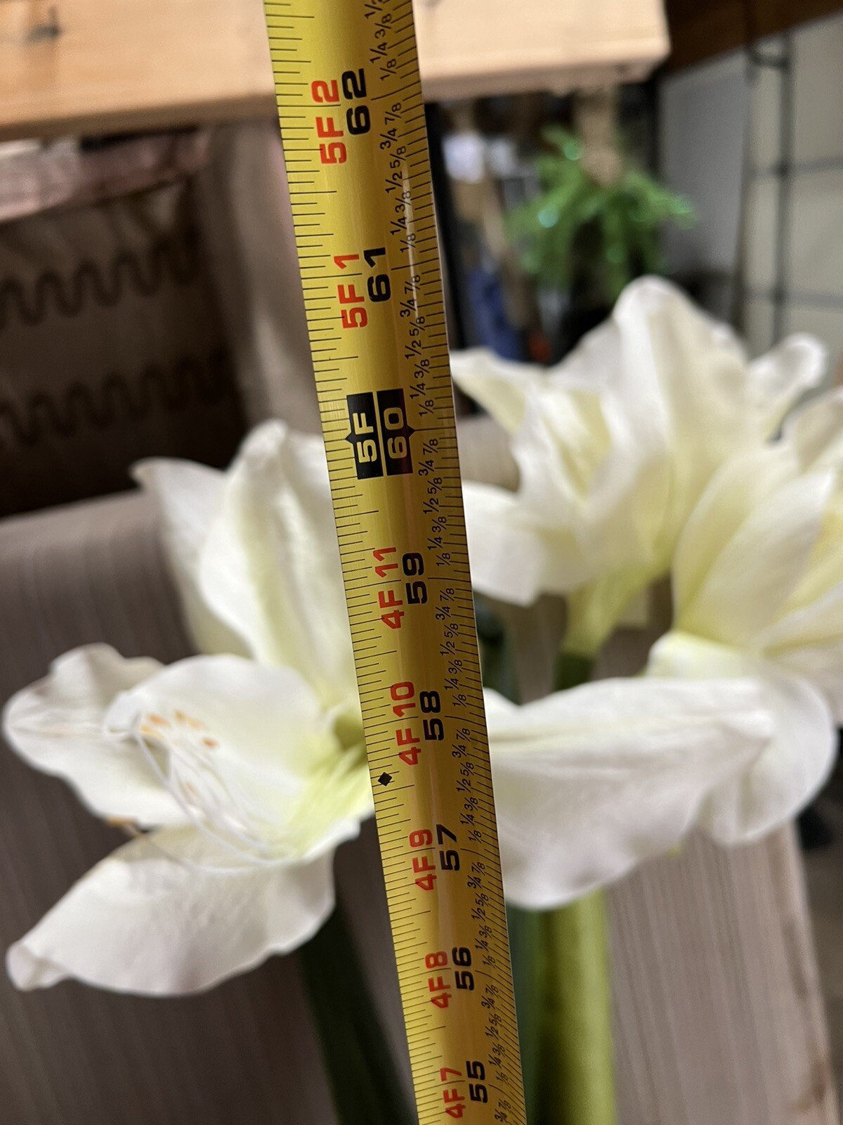 5ft Tall Silk White Iris, Amaryllis??Silk Flower Stem In Bulb. Free Standing