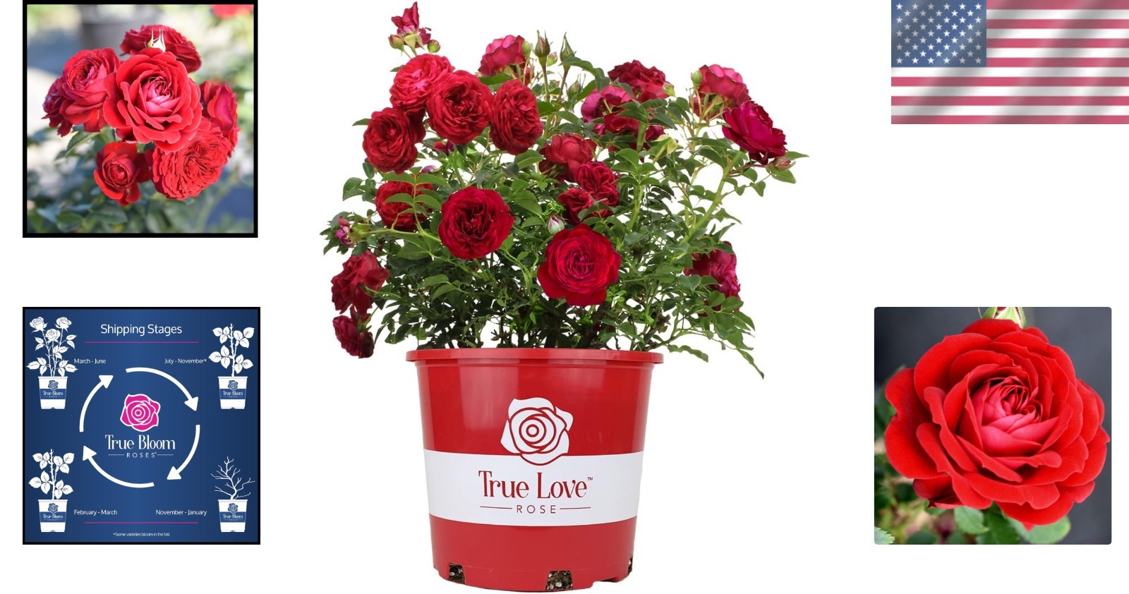 Live Red Rose Bush – Ideal Gift for Plant Lovers & Enthusiasts