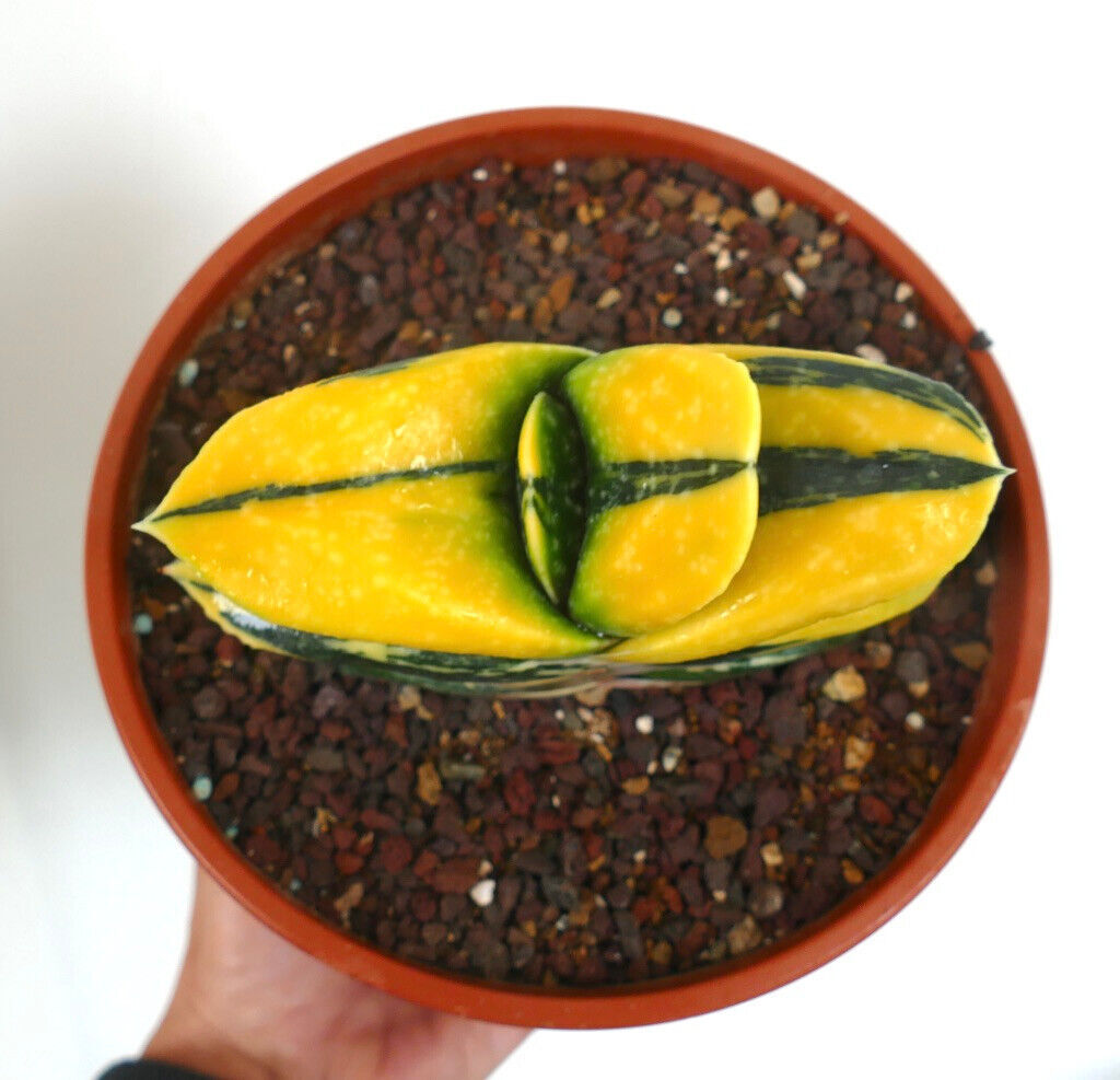 Gasteria armstrongii cv ZEUS VARIEGATED L43 –