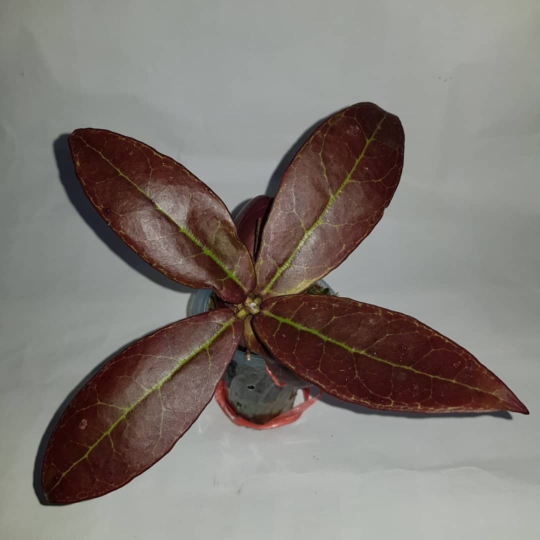 Hoya Buntokensis Red Sp Borneo