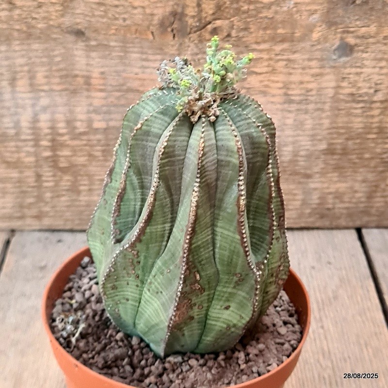 D6270 EUPHORBIA OBESA ARROW pot12-H13-W9 cm MaMa Cactus
