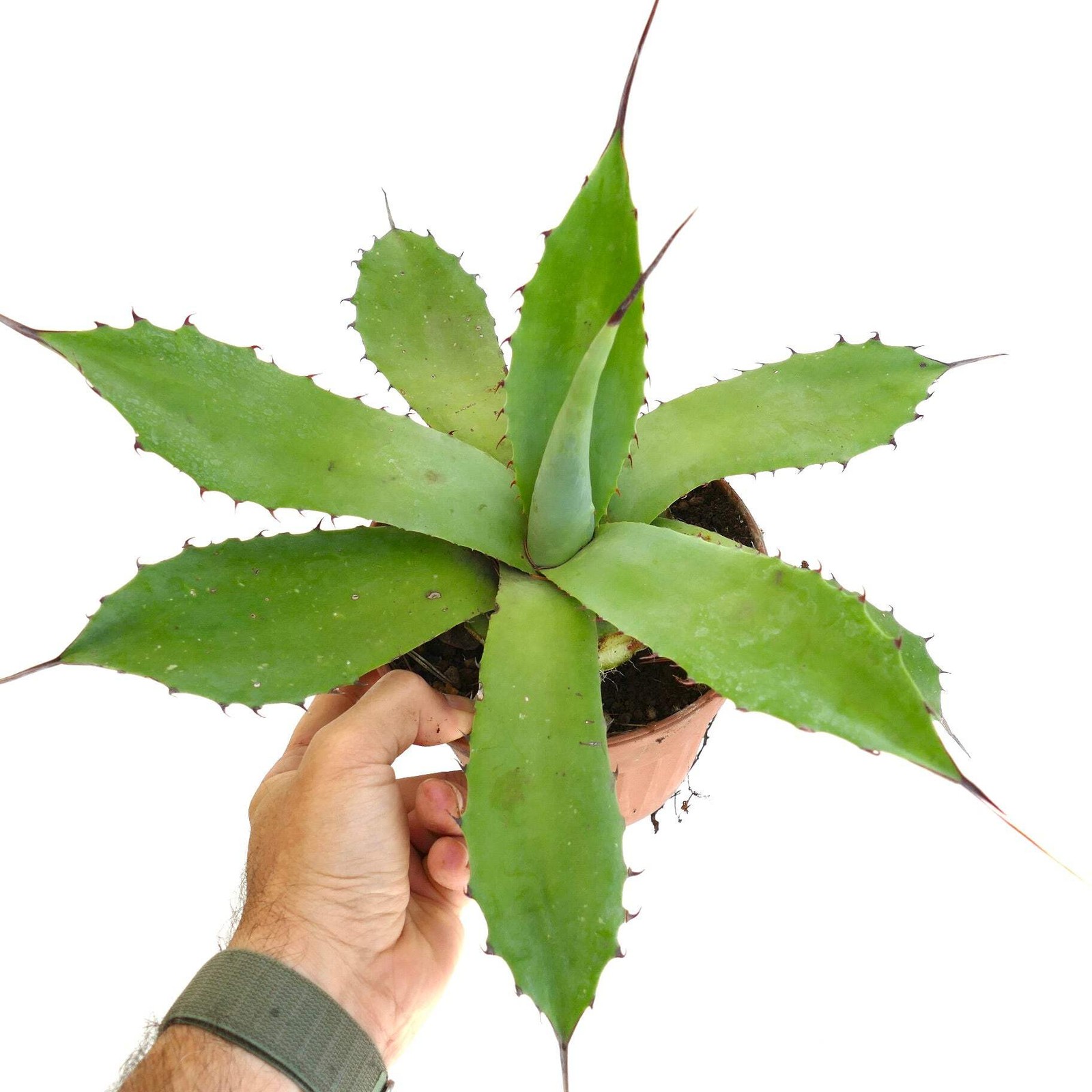 Agave americana x bovicornuta LIGHT GREEN – Century plant hybrid | Cowhorn agave