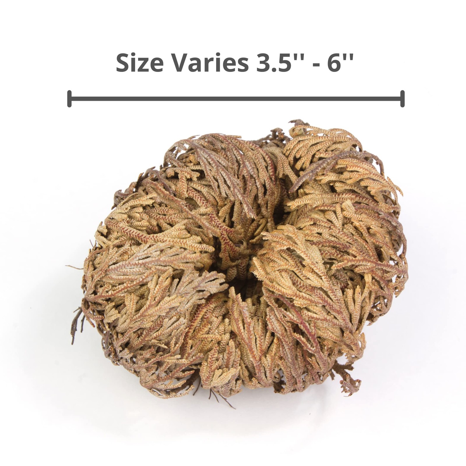 Rose of Jericho Dried Flower Jumbo Size 5” – 3.5” – 6” – Sacred Plant