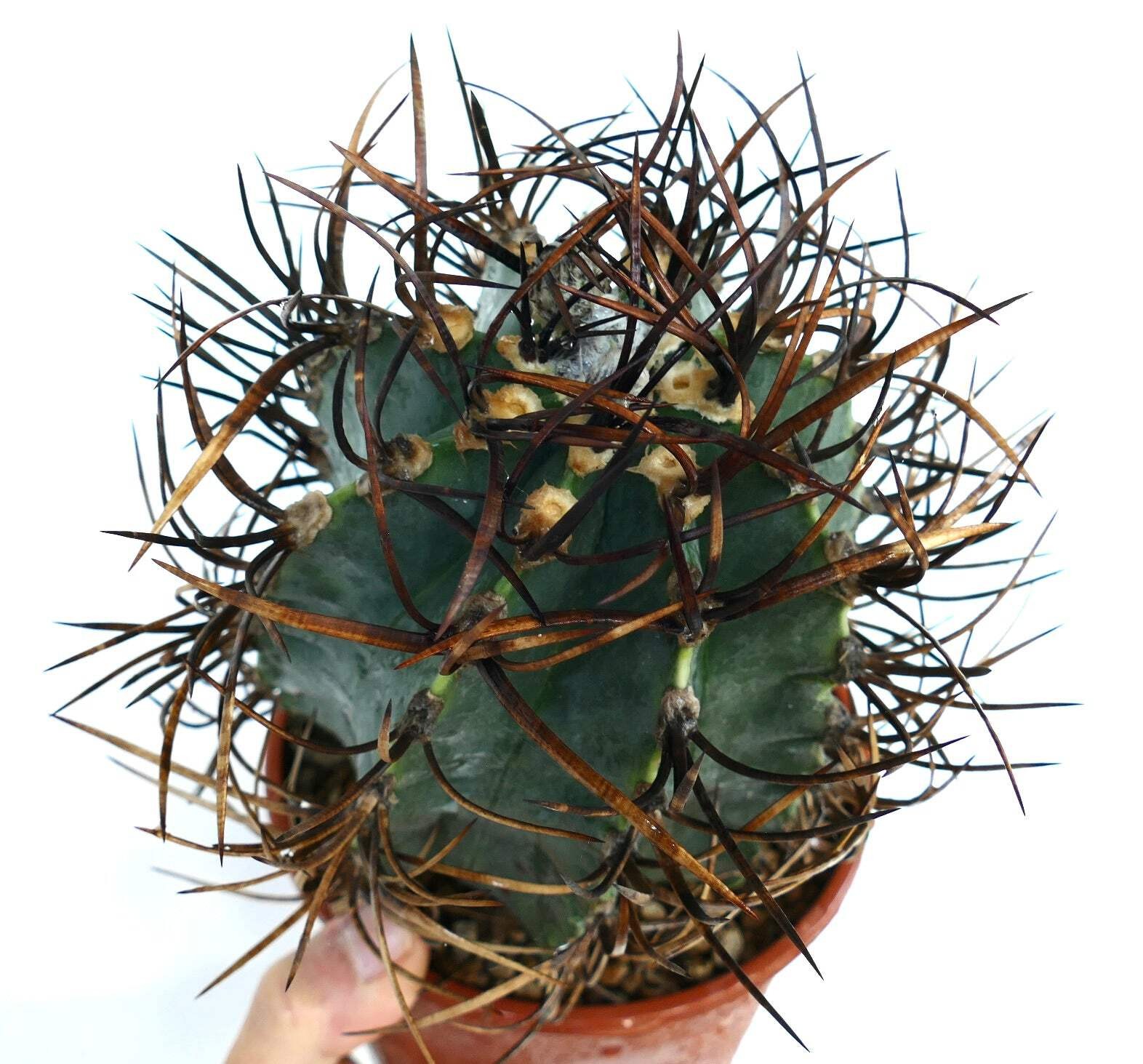 Astrophytum capricorne cv BUFFALO ‘TAIHO-GYOKU’ – Goat’s horn cactus | Star cact