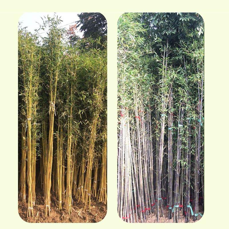 Giant Bamboo Seeds Perennial evergreen Grows Edible Bamboo shoots 100Pcs