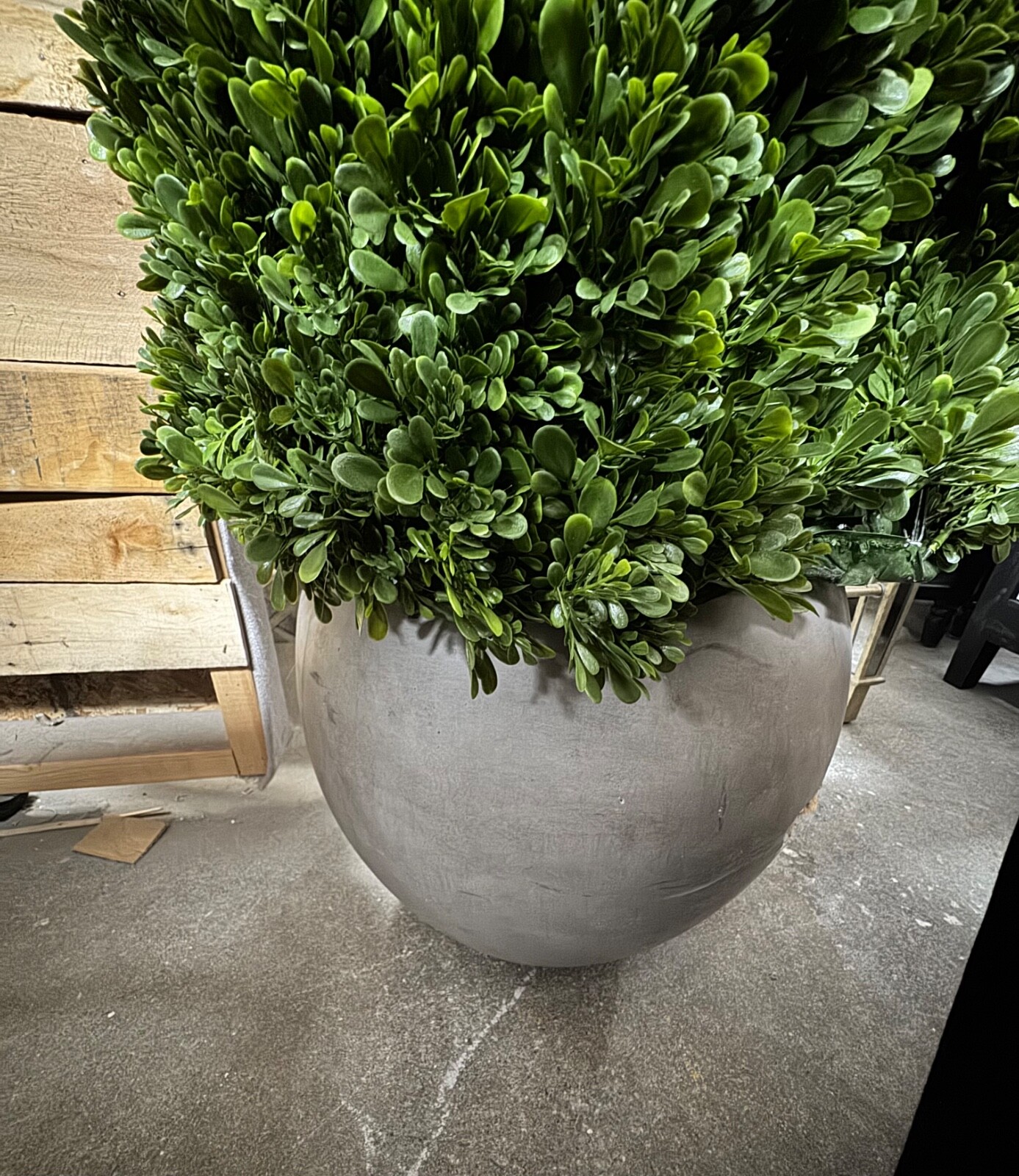 Faux Boxwood Cone Plant in Concrete Pot, 67″T