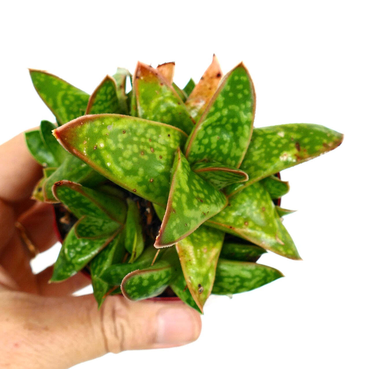 Gasteria cv MUMBA (ex Specks Nursery EXOTICA) full cluster XX8 –