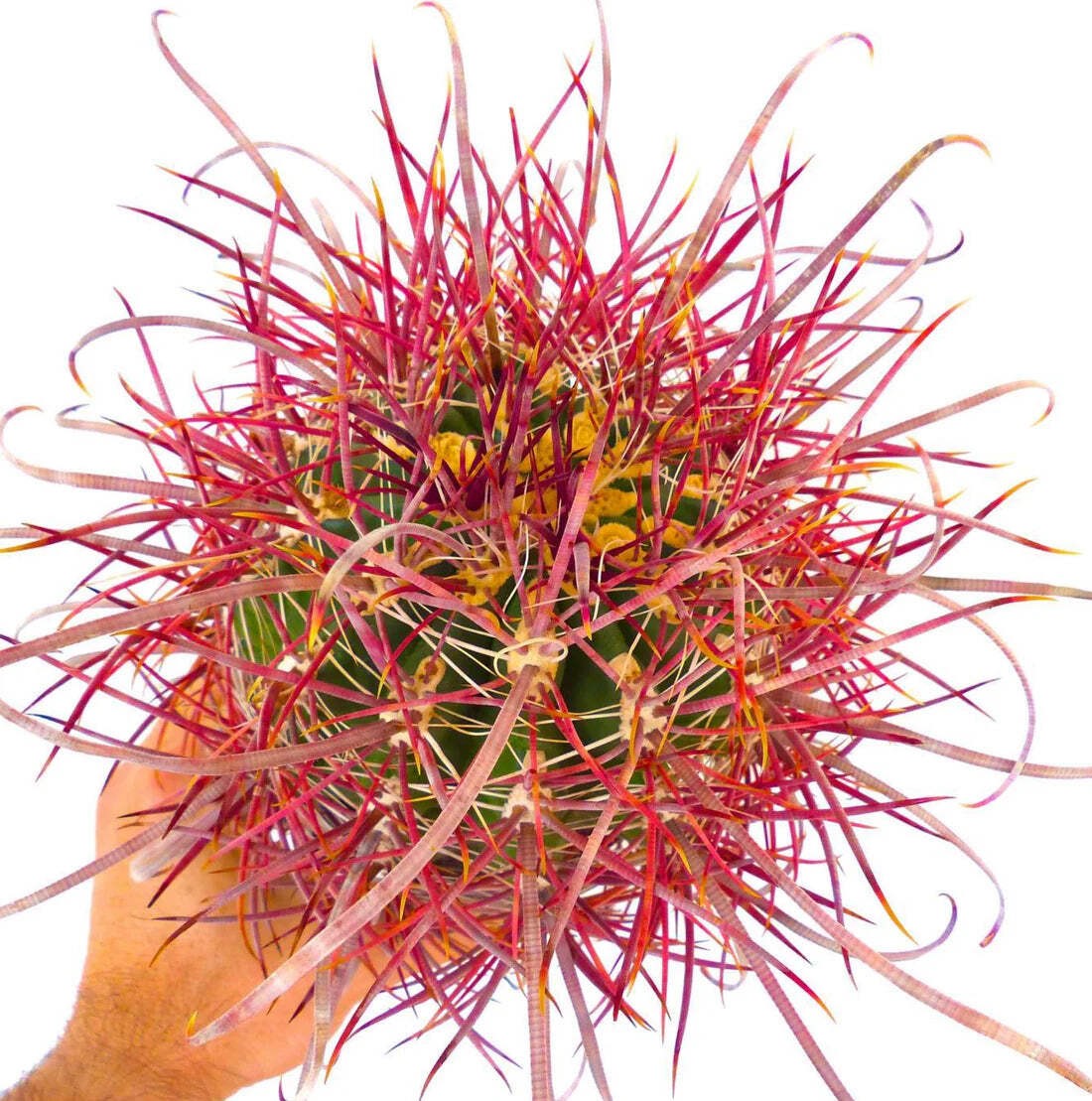 Ferocactus cylindraceus var. lecontei SELECTED 202 – California barrel cactus |