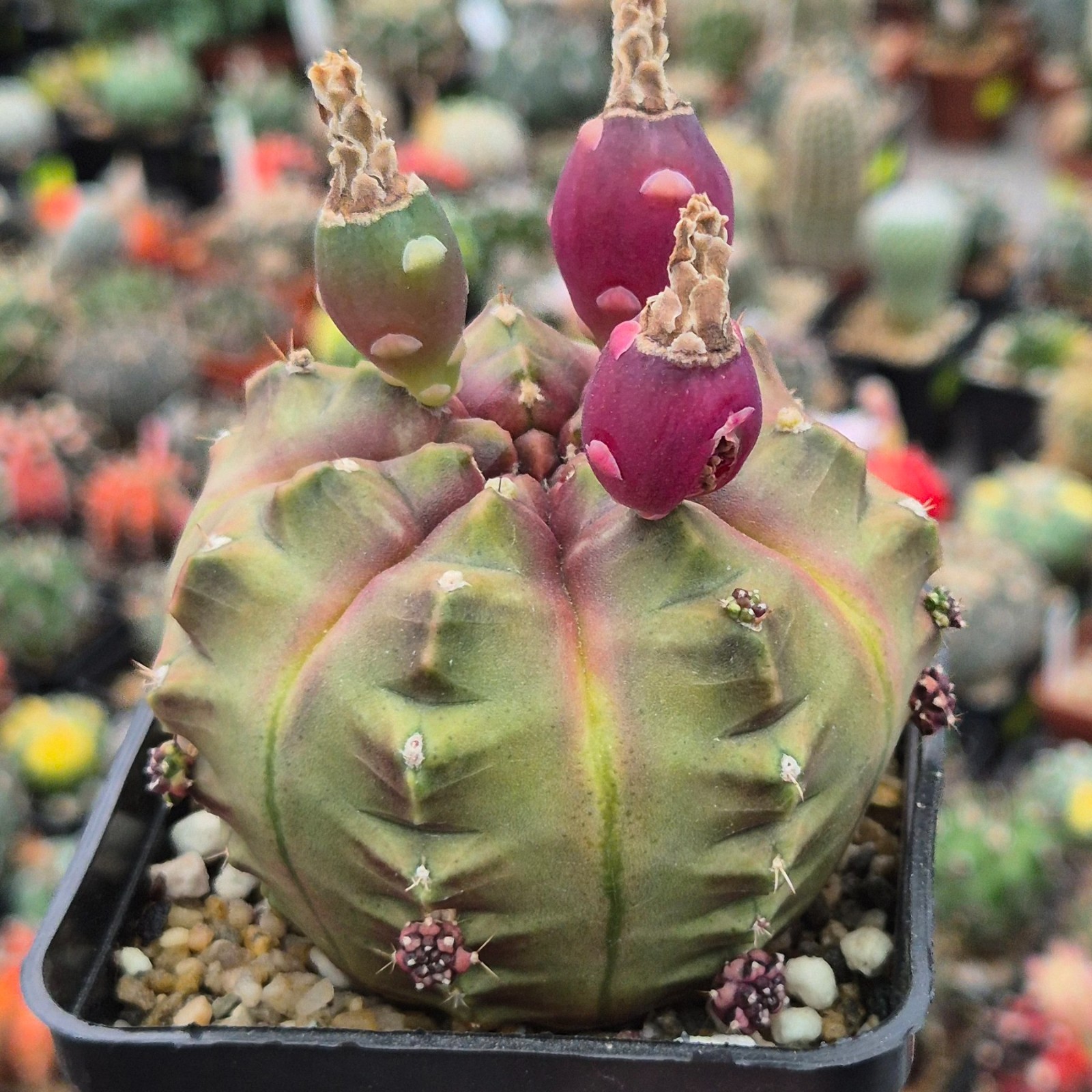 Gymnocalycium mihanovichii ‘Day Dream’ VVG1 20seeds harvest 2025