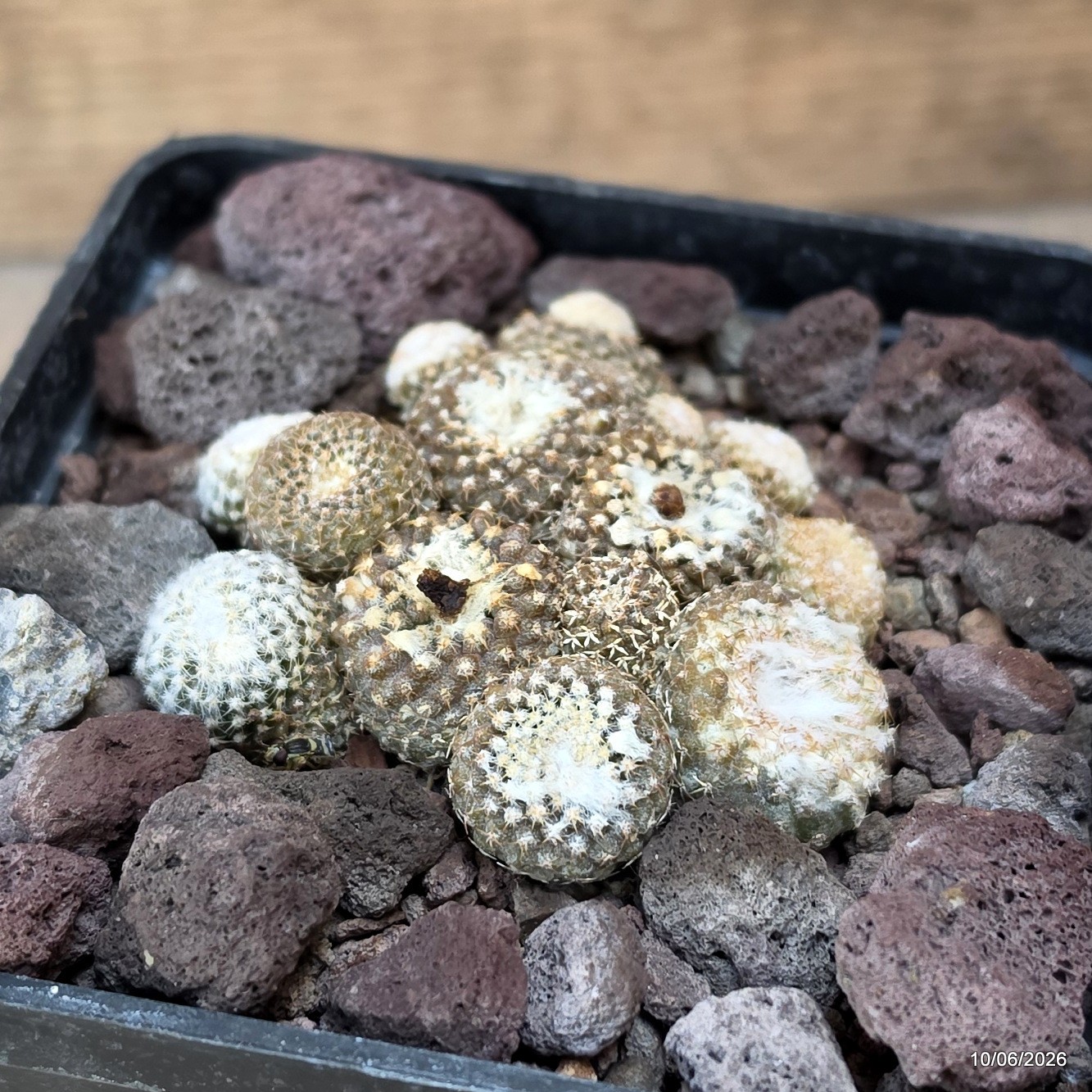 D3380 COPIAPOA LAUII pot10-H3-W7 cm MaMa Cactus