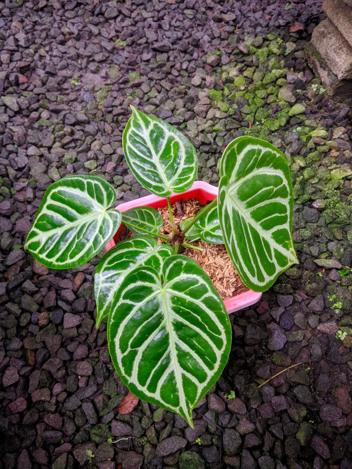 Anthurium Silver Chrome Darkfoam Large Size Real Picture Very Beauty