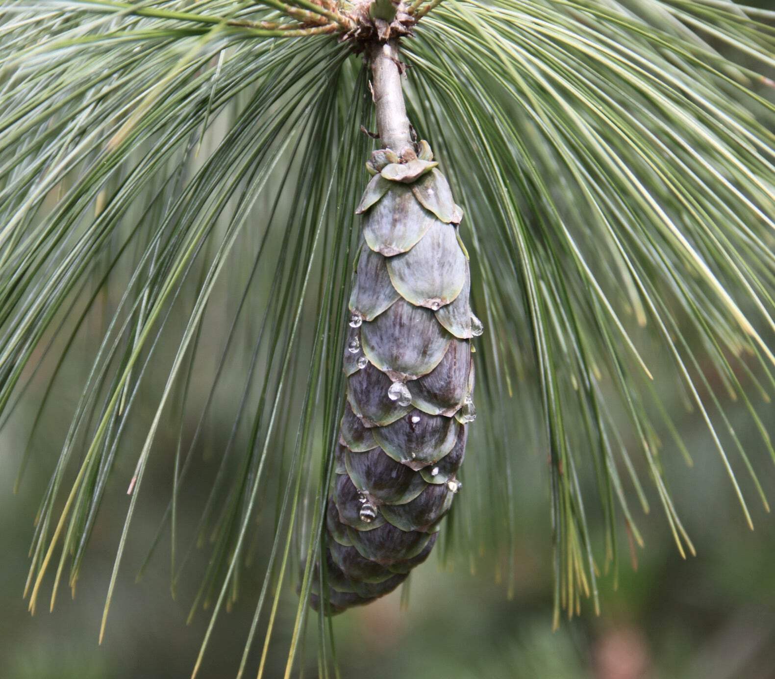 Pinus schwerinii 10-20cm | Korean Pine | Schwerin’s Pine – Korean Pine | Schweri