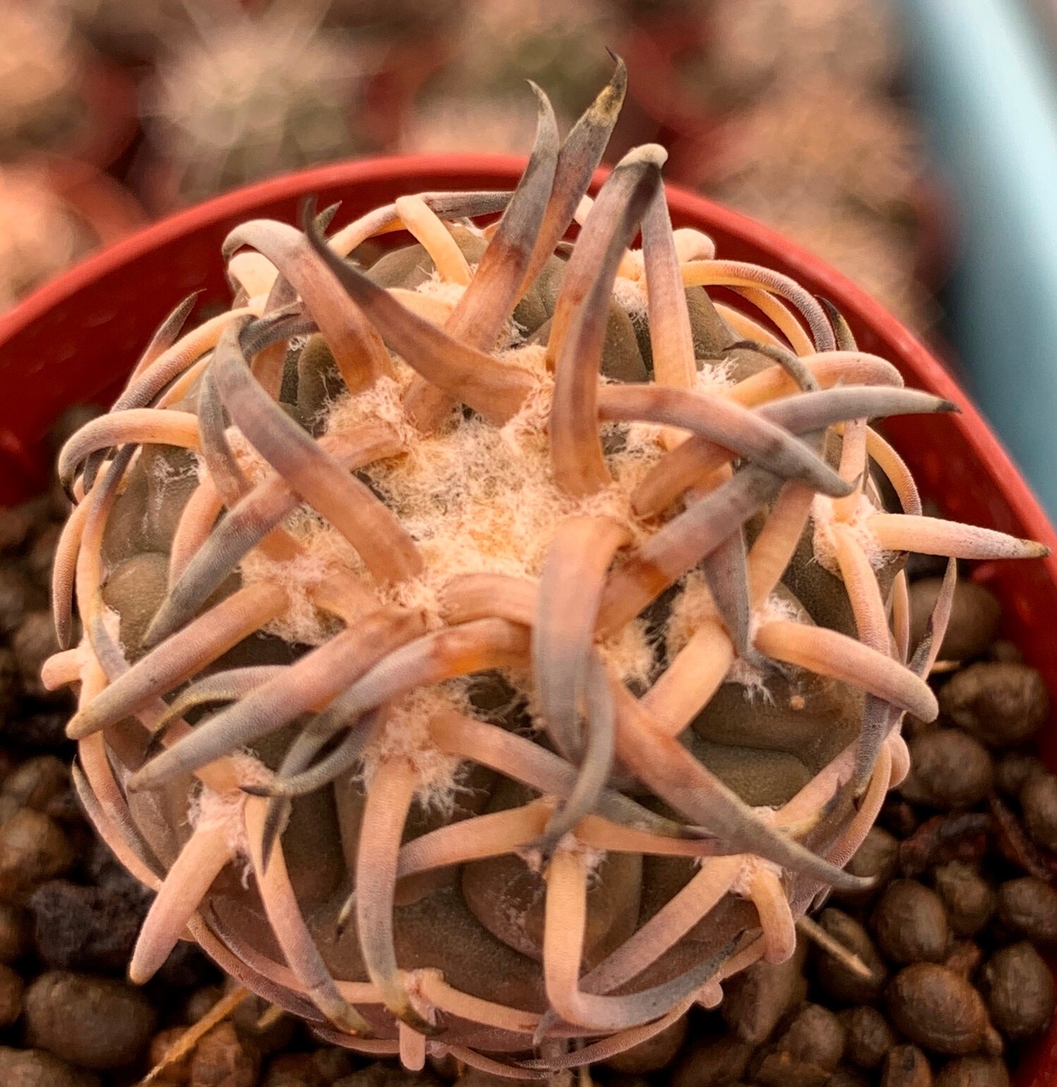 50 FRESH SE_EDS Gymnocalycium riojense v paucispinum selected