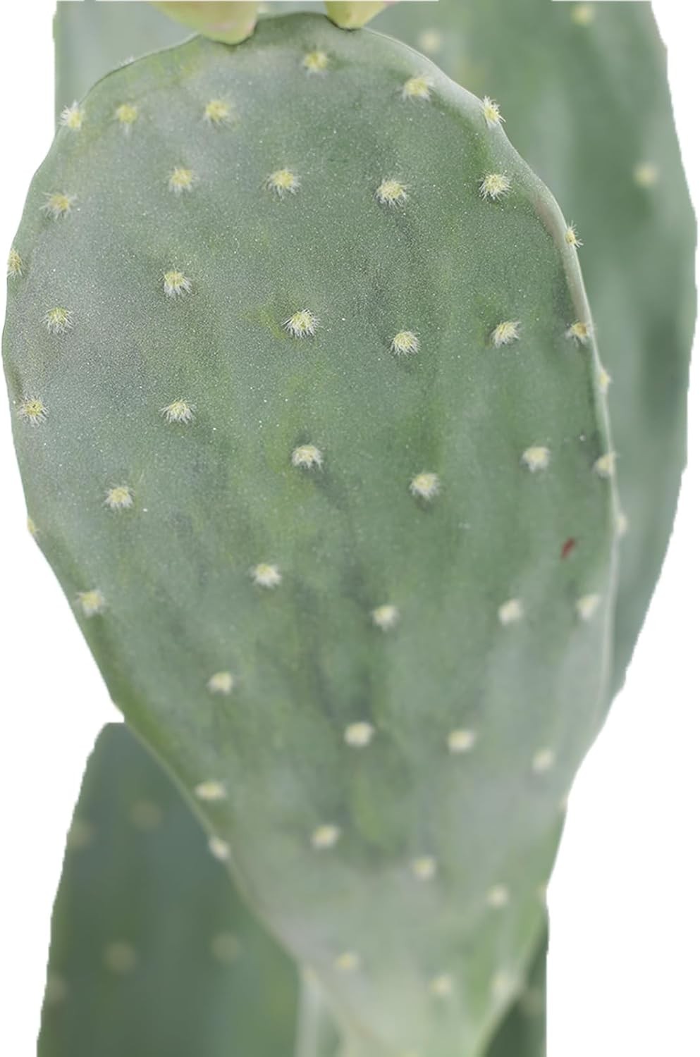 Artificial Cactus Potted Plant 42″ Tall Fake Big Cactus Plant for Indoor Outdoor