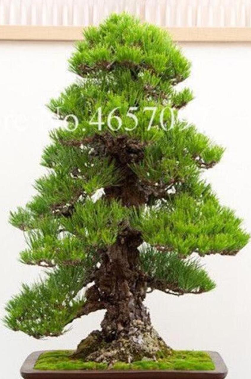 (10) BONSAI PINE TREE SEEDS rare exotic home garden mini dwarf USA SELLER TRACK
