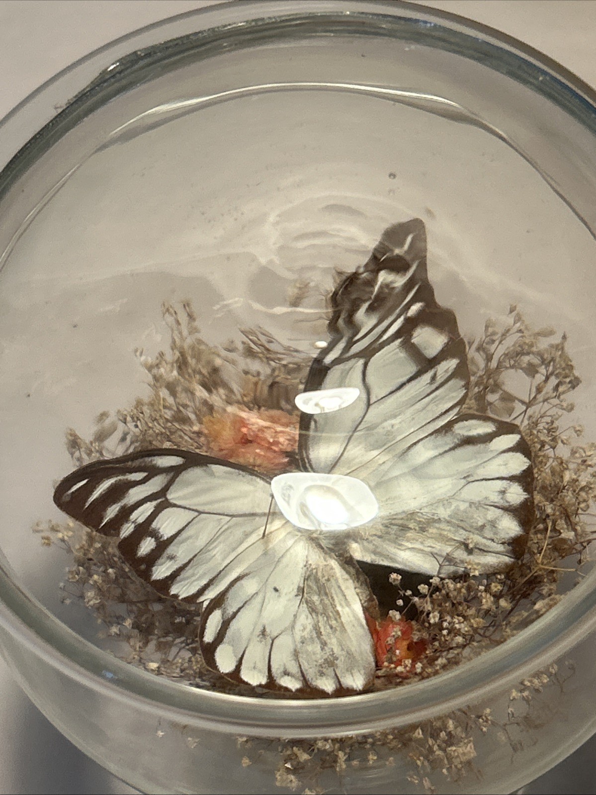 Vintage Real Butterfly Terrarium Boho MCM Cottagecore 8 3/4” H Floral Excellent