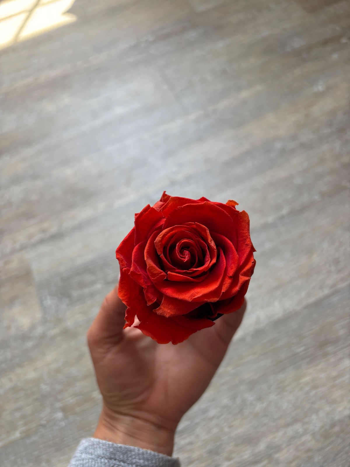 Venus Et Fleur Eternity Rose, “Le Mini” Red