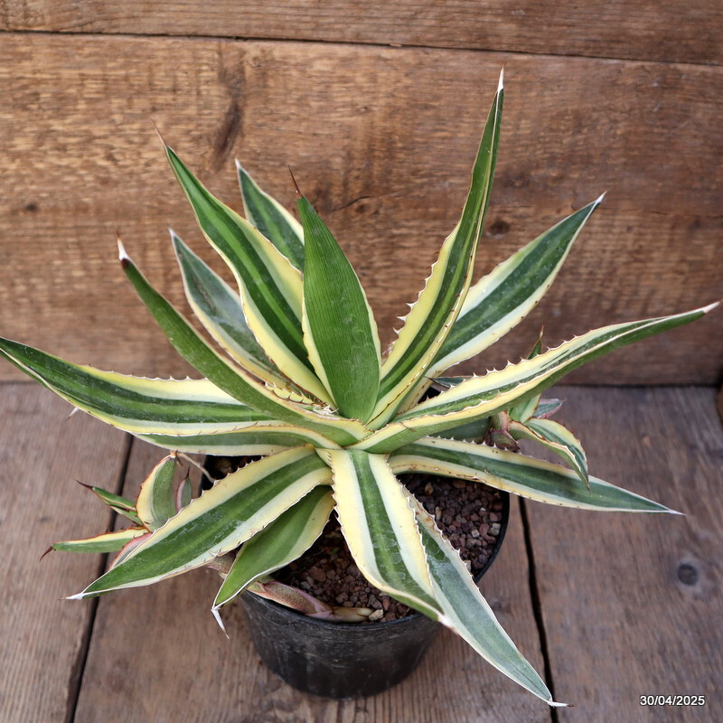 D2131 AGAVE LOPHANTHA TRICOLOR pot14-H23-W31 cm MaMa Cactus