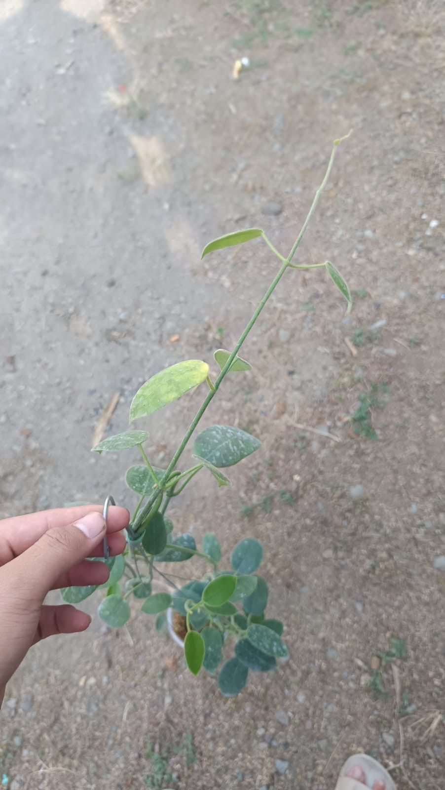 Real Picture Hoya Aff Lauterbachii Sp Papua Mature Size