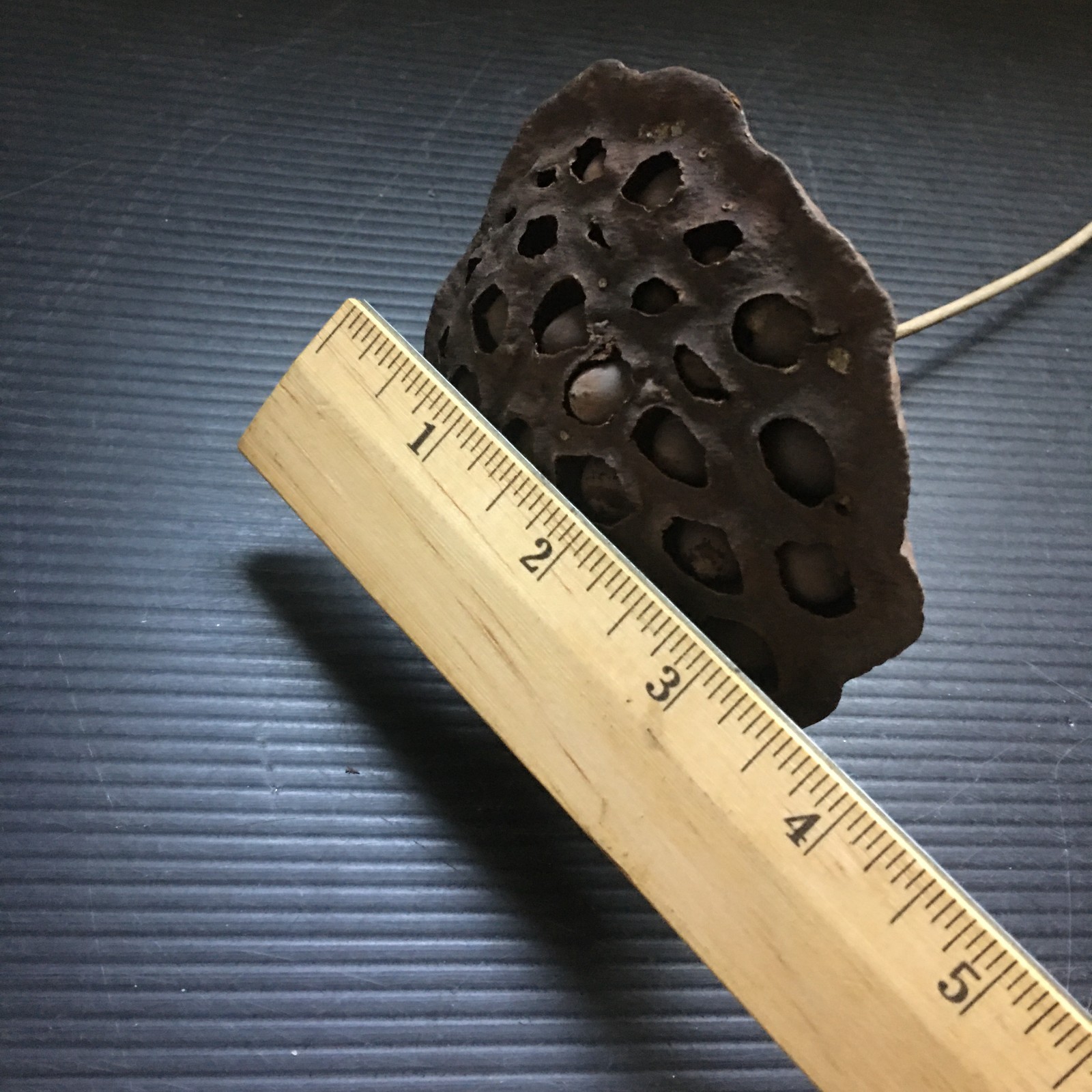 Vintage Natural Dried Lotus Pod with Long Stem for Floral Arrangements 8.5″L
