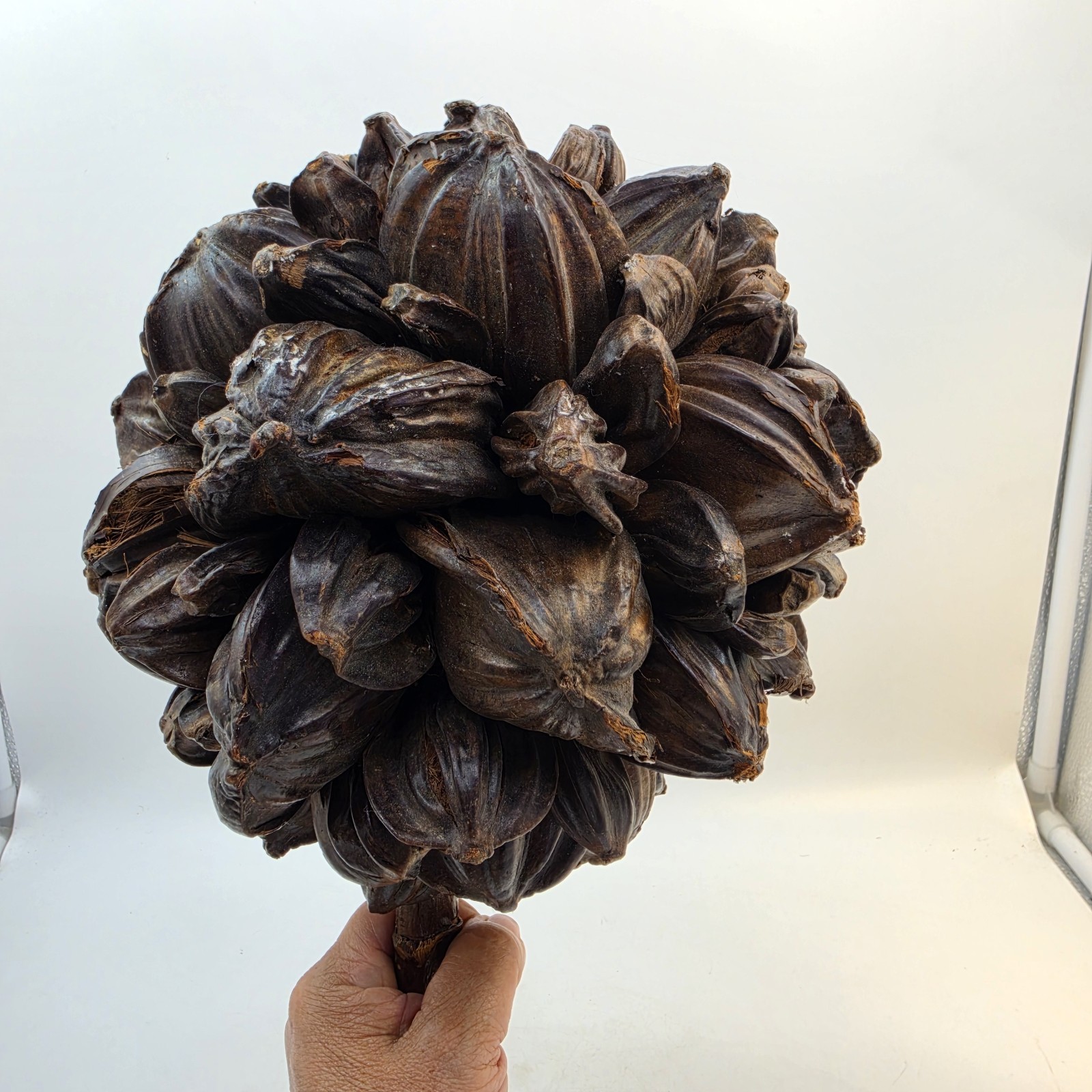 Vietnamese Water Coconut Nipa Palm Fruit Cluster Seed Pod Nypa Fruticans HTF US