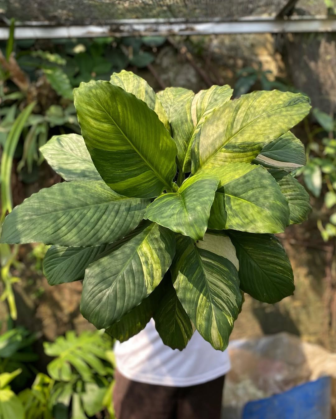 Spathypillum Sensation Variegated Very Beauty Real Picture Big Size
