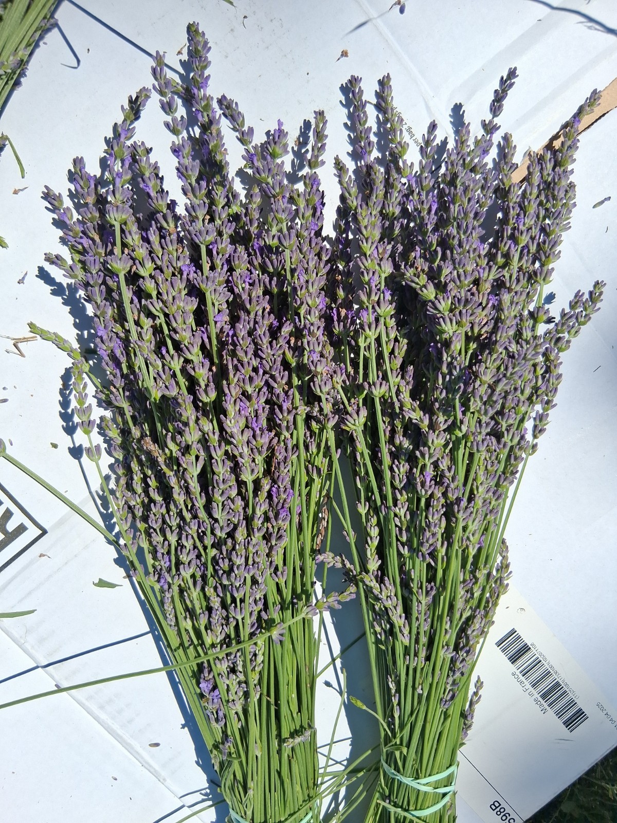 Fresh Cut Lavender Bundles For Drying