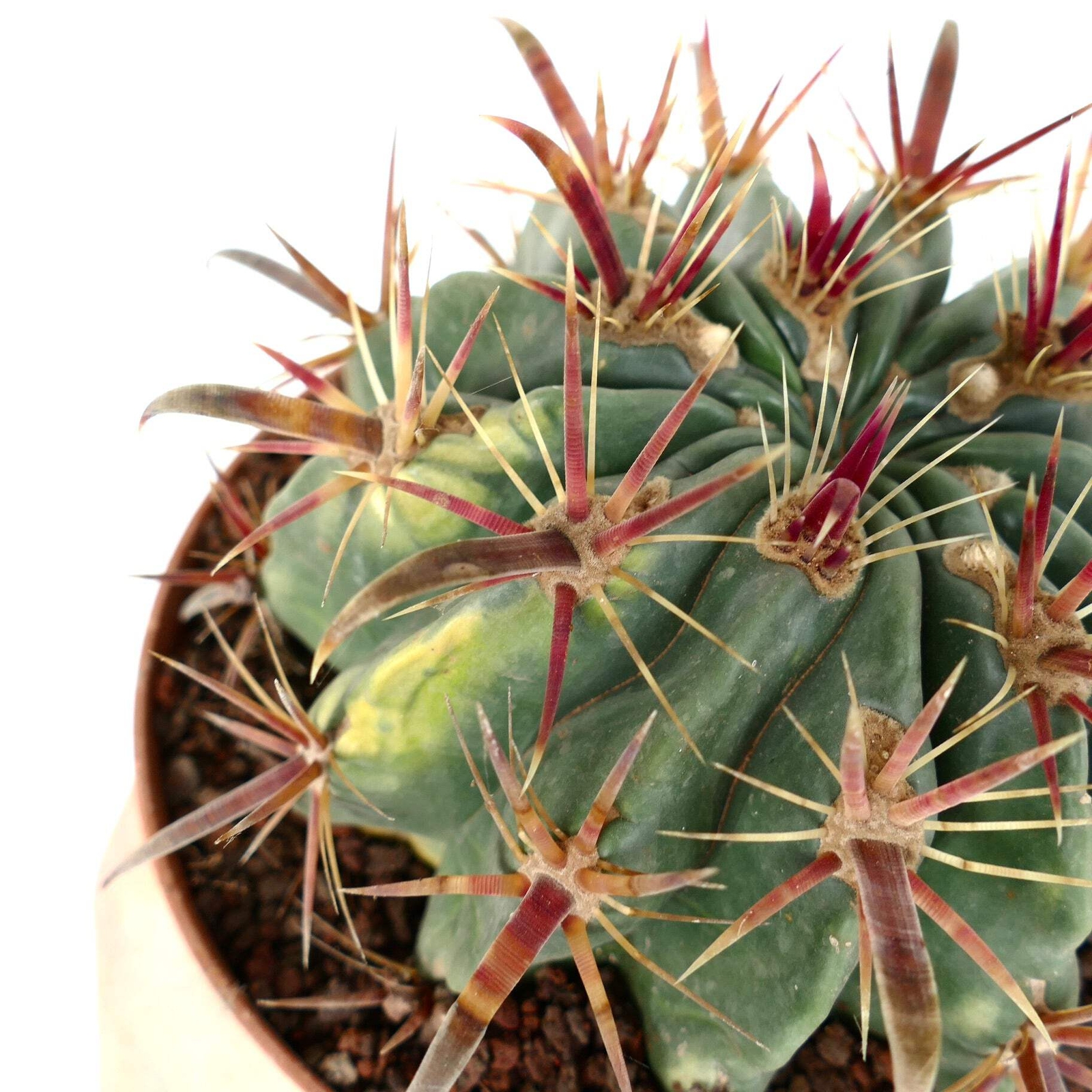 Ferocactus latispinus VARIEGATED – Devil’s Tongue Barrel Cactus | Crow’s Claw Ca