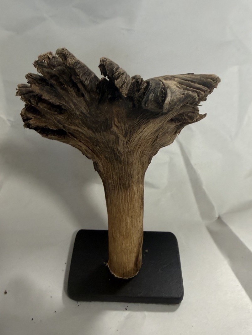 Rare Guatemala Wooden Tree Flower / Tree Ear on Iron Stand.