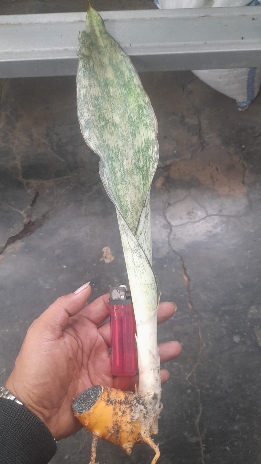 Sansevieria Pemba Mozambique Rare Unique Snake Plant