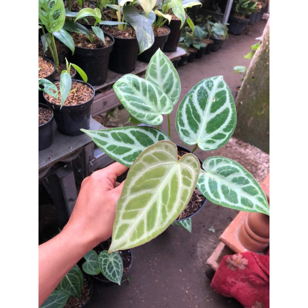 Anthurium Silver Blush Unique Live Tropical Exotic Plant Rare PL147