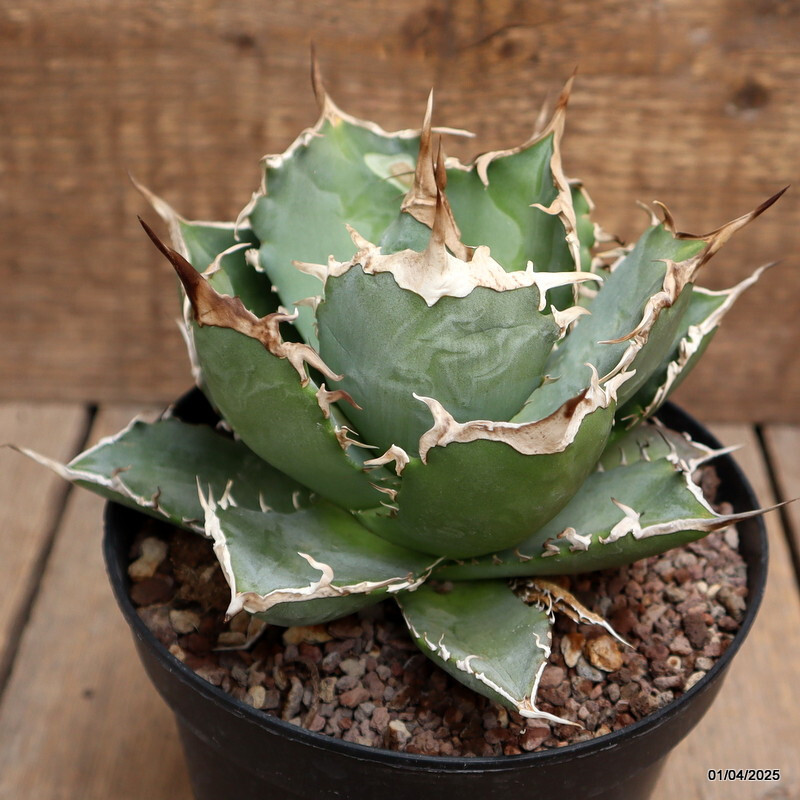 D119 AGAVE TITANOTA pot14-H11-W15 cm MaMa Cactus