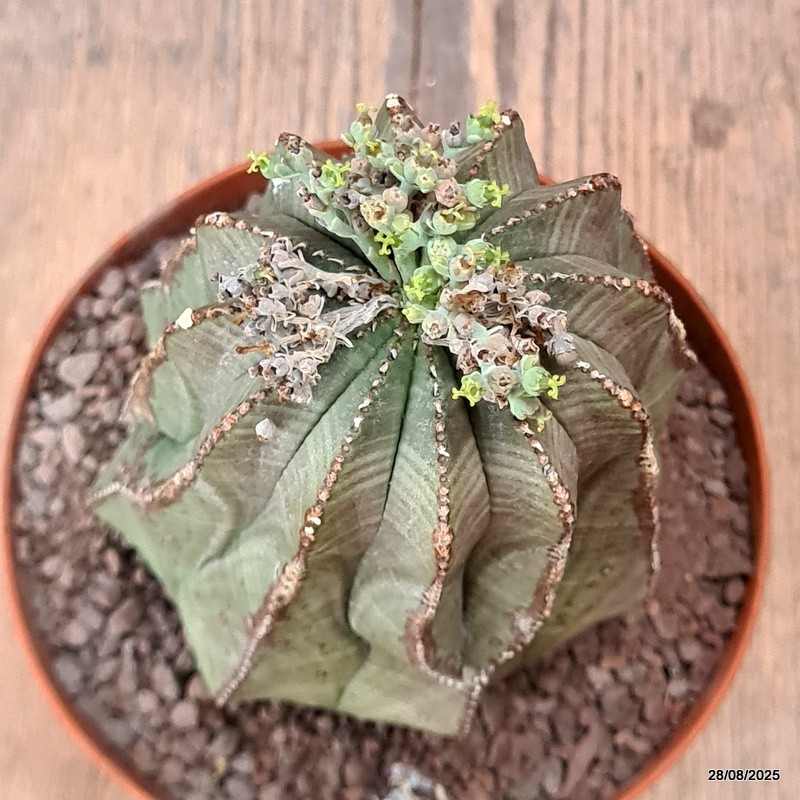 D6270 EUPHORBIA OBESA ARROW pot12-H13-W9 cm MaMa Cactus